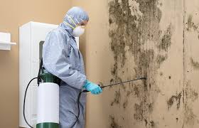 Best Basement Mold Removal  in Loch Sheldrake, NY